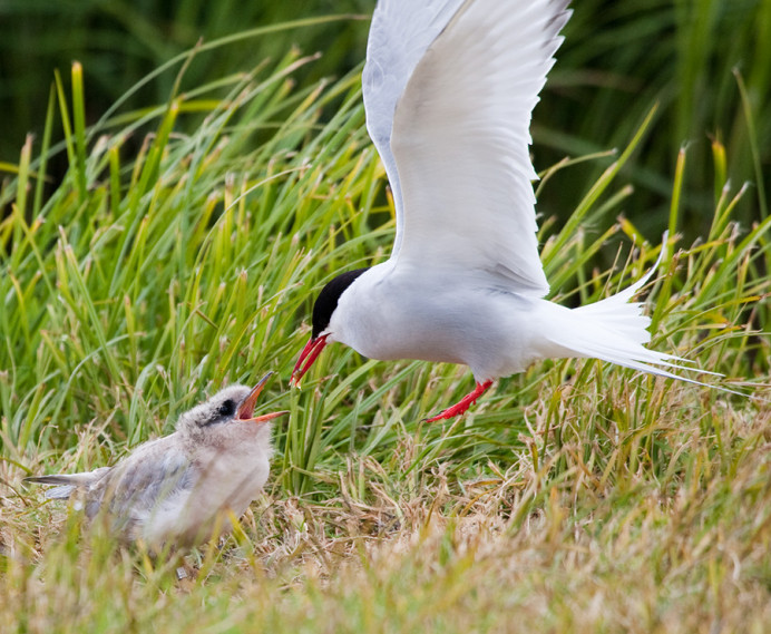 Arctic tern feeding young chick. Flatey Island, Iceland