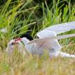 Arctic tern feeding chick, Flatey Island, Iceland