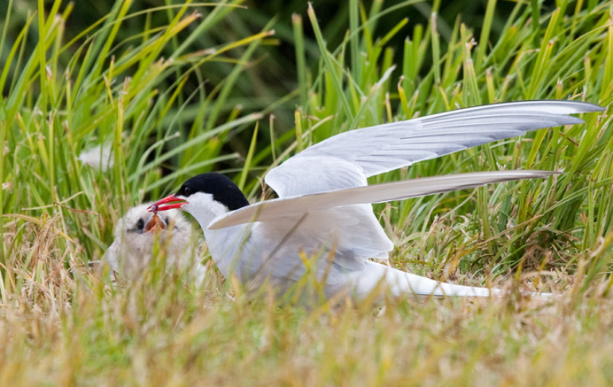 Arctic tern feeding chick, Flatey Island, Iceland