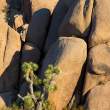JoshuaTreeRocks4_Desktop1DX0805