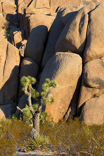 JoshuaTreeRocks4_Desktop1DX0805
