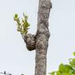 AntPlant_OM18260