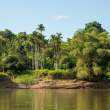 BetelPalms_OM69067