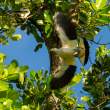 Bird2_OM20906