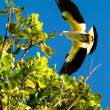 Bird_OM20849