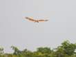 BrahminyKite_OM21030