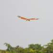 BrahminyKite_OM21030