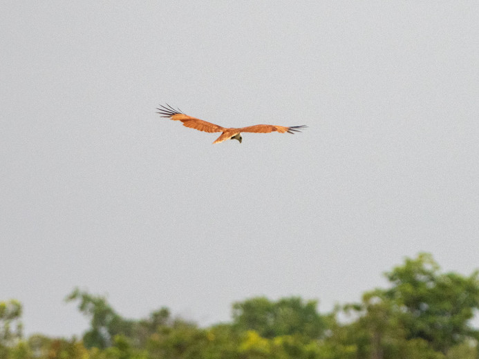 BrahminyKite_OM21030