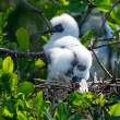 ChickOnNest_OM21283