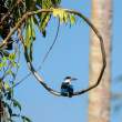 KingFisher_OM21447