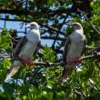 RFB_Pair_OM21296