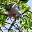 Red-footedBooby_OM21222