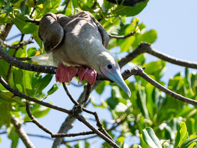 Red-footedBooby_OM21222