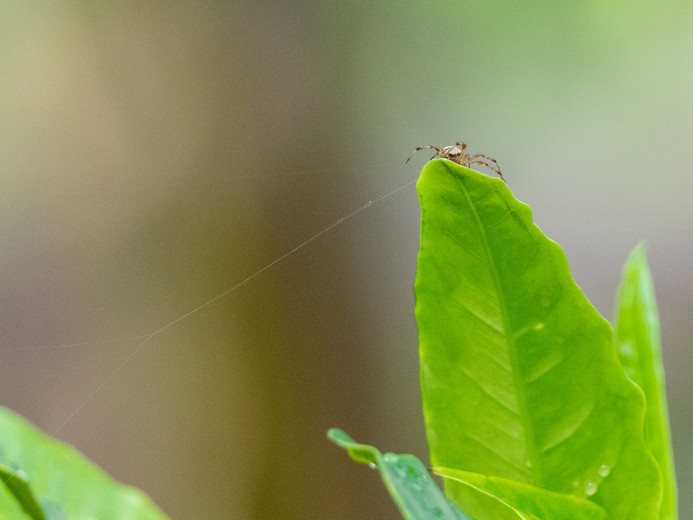 SpiderandWeb_OM21468