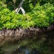 Mangroves_OM72218