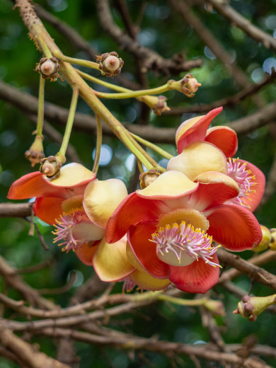 CannonballTreeFlower_OM71742