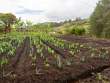 GardenTaroOnion_OM70194