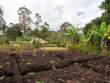 Garden_OM70284