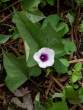 SweetPotatoFlower_OM70291