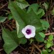 SweetPotatoFlower_OM70291