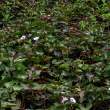 SweetPotatoes_OM70296