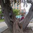 BigTreeAndSally_ZS70562