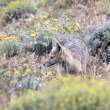 Fox_54D9170