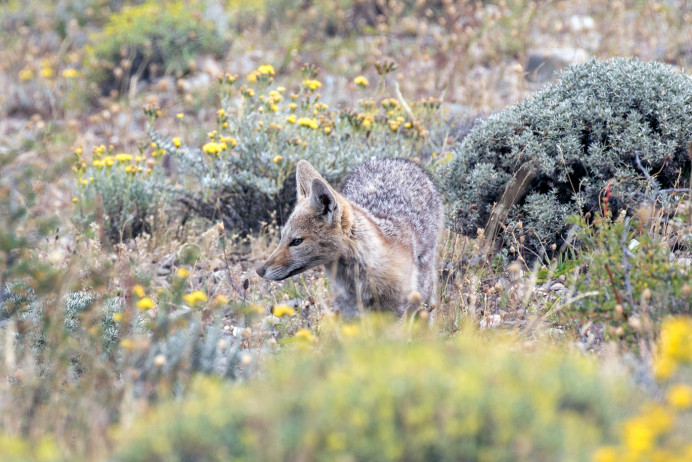 Fox_54D9170