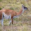 Guanaco_54D9155