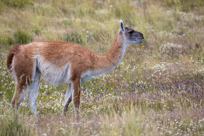 Guanaco_54D9155