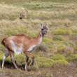 Guanacos_54D9110
