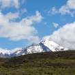 GuardGuanaco_54D9132