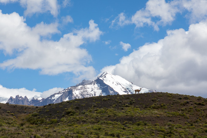 GuardGuanaco_54D9132