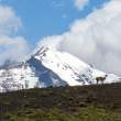 GuardGuanaco_Crop_54D9132