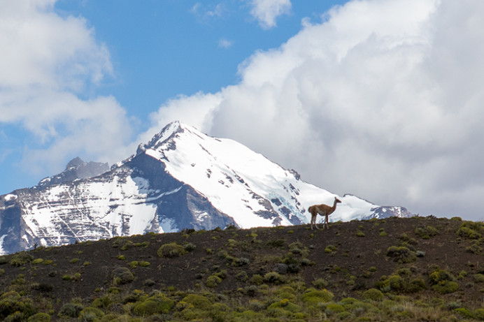 GuardGuanaco_Crop_54D9132