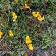 LadySlipperDandelion_ZS70906