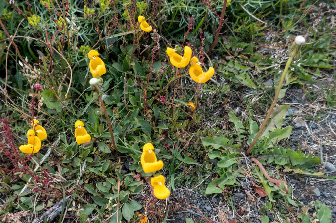 LadySlipperDandelion_ZS70906