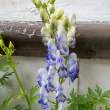 MonkshoodDelphinium_ZS70626
