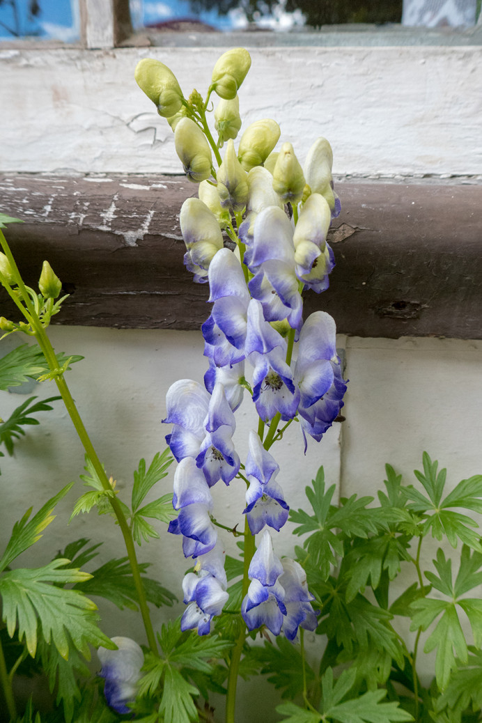 MonkshoodDelphinium_ZS70626