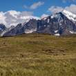 MtnsGuanacos_54D9127