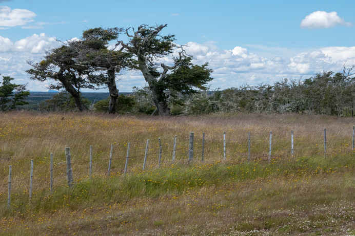 PatagonianScene_ZS70674