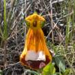 SandLadysSlipper_ZS70959