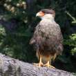 SouthernCrestedCaracara_54D9178