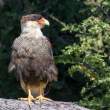 SouthernCrestedCaracara_54D9194
