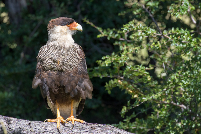 SouthernCrestedCaracara_54D9194