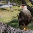 SouthernCrestedCaracara_54D9211