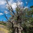 TreeNearCave_ZS70791