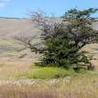 Tree_54D9230
