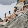 MountaineerChinstraps_54D11642