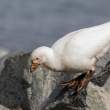 SnowySheathbill_54D11731